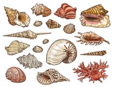Seashells Of Snail, Clam, Shellfish And Conch