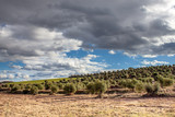 Fototapeta Sawanna - ..An olive grove view in a cloudy and sunny day. Copy space.