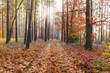Fragment of deciduous and coniferous forest with footpath in autumn