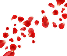 Petal Background. Flying Rose Petals Wedding Beautiful Template Design For Cards Invitation Vector Pictures. Illustration Flying Red Petal, Wedding Fly Rose
