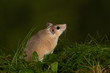 A profile portrait of an African spiny mouse, Acomys, Taken side view on a bank against a dark natural background with copy space