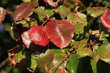 Kansas colorful fall leaves closeup that bright on a tree.