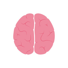 Wall Mural - Vector illustration of human brain anatomy 