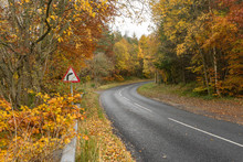 Autumnal Road