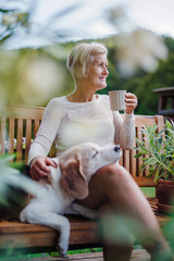 Wall Mural - A senior woman with a dog and coffee sitting outdoors on a terrace in summer.