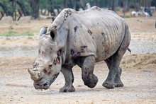 Big And Strong Rhino After The Fight