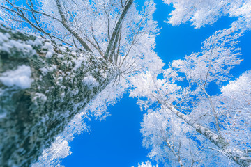 Wall Mural - Cold winter day landscape with snowy trees. Photo from Sotkamo, Finland.