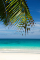 Wall Mural - sun-dappled palm tree fronds hanging in front of a dazzling blue tropical beach