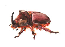 Watercolor Single Rhinoceros Beetle Insect Animal Isolated On A White Background Illustration