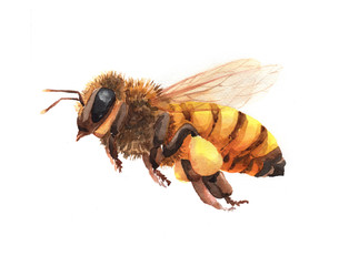 watercolor single bee insect animal isolated on a white background illustration