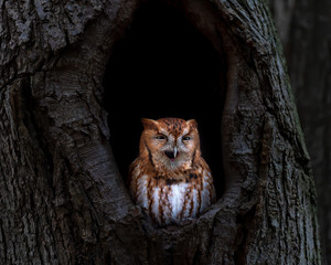 Wall Mural - an eastern screech owl with beak opened.