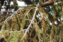 Spruce Branches With Gray Lichen