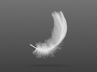 falling white bird feather  vector