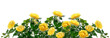 Beautiful wide banner with yellow rose flowers and green leaves isolated on white background