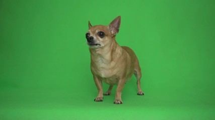 Wall Mural - Cute chihuahua on green screen