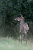 Fototapeta Zwierzęta - Red deer at the edge of the forest (Cervus elaphus)