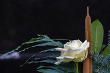 Weiße Rose Mit Schilfkolben Und Blattgrün Vor Schwarzem Hintergrund