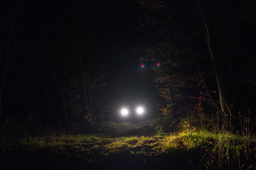 Wall Mural - car headlamp light in night forest
