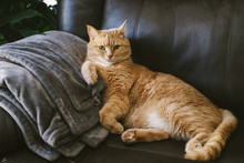 Red Cat Seating And Sleeping At Home On Leather Sofa