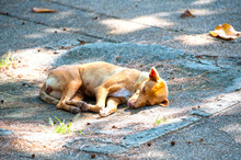 The Brown Dog Is Sleeping On The Road Ground, Happily