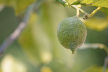 Green lemon among the foliage. Lemon tree with fruits.