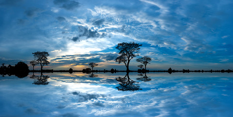 Wall Mural - panorama silhouette tree in africa with sunset.tree silhouetted against a setting sun reflection on 