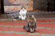 © Natalia - Two stray cats in white and grey sitting on autumn street tiles. On a white kitten selective focus.