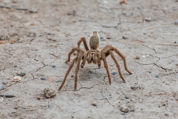 Wall Mural - spider