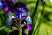 Close Up Of Beautiful Blue And Yellow Iris Flower