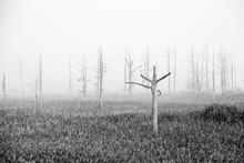 Dead Tree In Fog