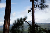 Fototapeta  - Pine tree and blue sky