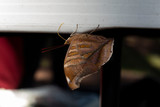 Fototapeta  - Butterfly on table
