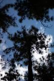 Fototapeta Desenie - Tree in the sky