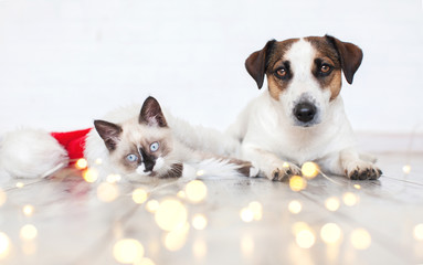 Cat in christmas hat and dog