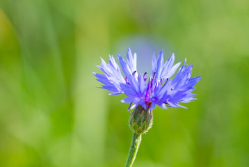 Canvas Print - Blooming cornflower flower