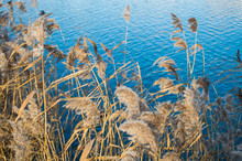 Dry Grass And Blue Lake