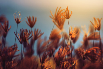 Beautiful blooming grass wild flowers fields in summertime with natural sunlight and sunset in the blue sea