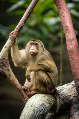 Wall Mural - macaque pig portrait in nature	