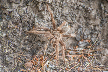 Wall Mural - Spider