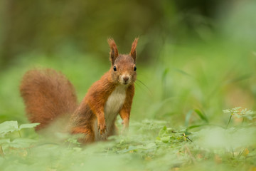 Wall Mural - Cute Red squirrel in the natural evironment, wildlife, close up, silhouete, Sciurus vulgaris