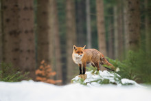 Cute Red Fox In The Natural Environment, Vulpes Vulpes, Europe