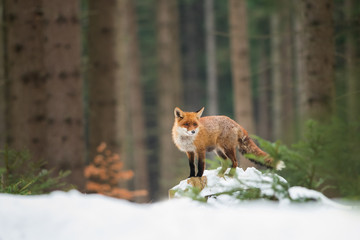 cute red fox in the natural environment, vulpes vulpes, europe