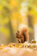 Wall Mural - Cute Red squirrel in the natural evironment, wildlife, close up, silhouete, Sciurus vulgaris