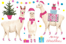 Cute Llama Or Alpaca With Christmas Holidays Elements, Watercolor Hand Drawn Illustration Set Isolated On White Background. Llama Wearing Santa Hat And Scarf With Christmas Gifts. 
