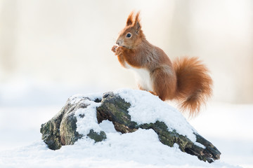 Wall Mural - Cute Red squirrel in the natural evironment, wildlife, close up, silhouete, Sciurus vulgaris