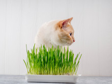 Close-up Of A Beautiful Cat Eating Fresh Green Grass. Pet Grass. Natural Hairball Treatment, Green Juicy Grass For Cats, Sprouted Oats Useful For Cats, Cat Grass, Natural Hairball Treatment, White, Re