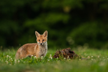 Wall Mural - Cute Red fox in the natural environment, Vulpes vulpes, Europe