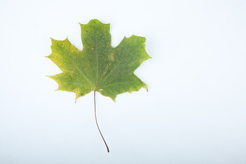 green maple leaf isolated on white background