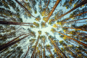 Wall Mural - View of the crown trees in the pine forest, Retro style.