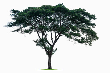 Big tropical tree isolated on a white background. File contains with clipping path so easy to work.